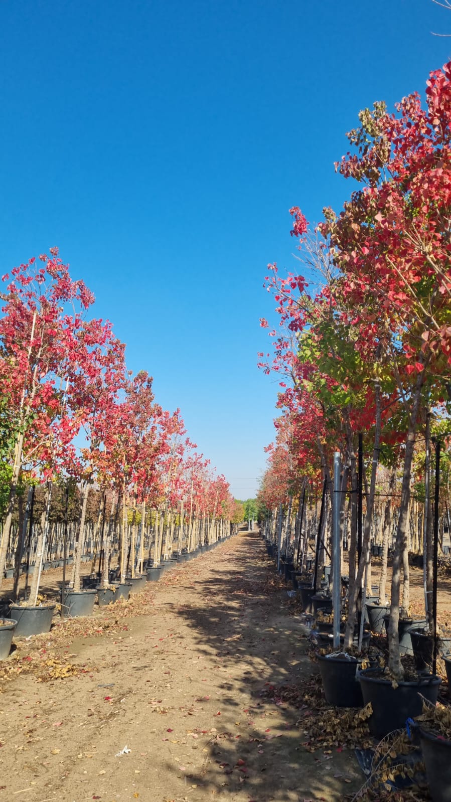ספיון שלהבת1