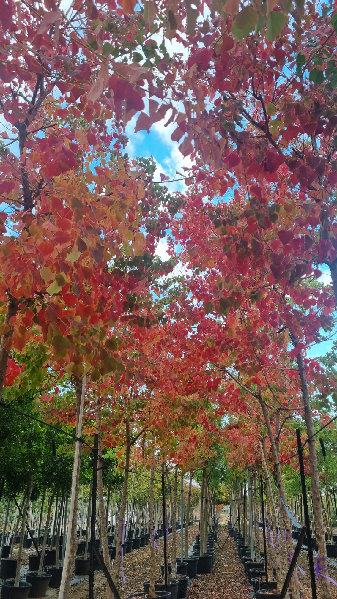 ספיון שעווה