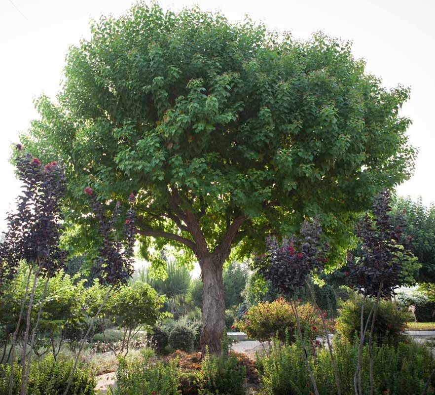 ספיון שעווה 'שלהבת' 1