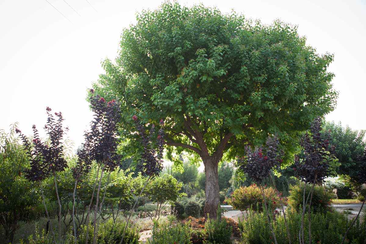 ספיון שעווה 'שלהבת' 1