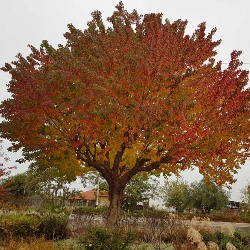 ספיון שעווה 'שלהבת'