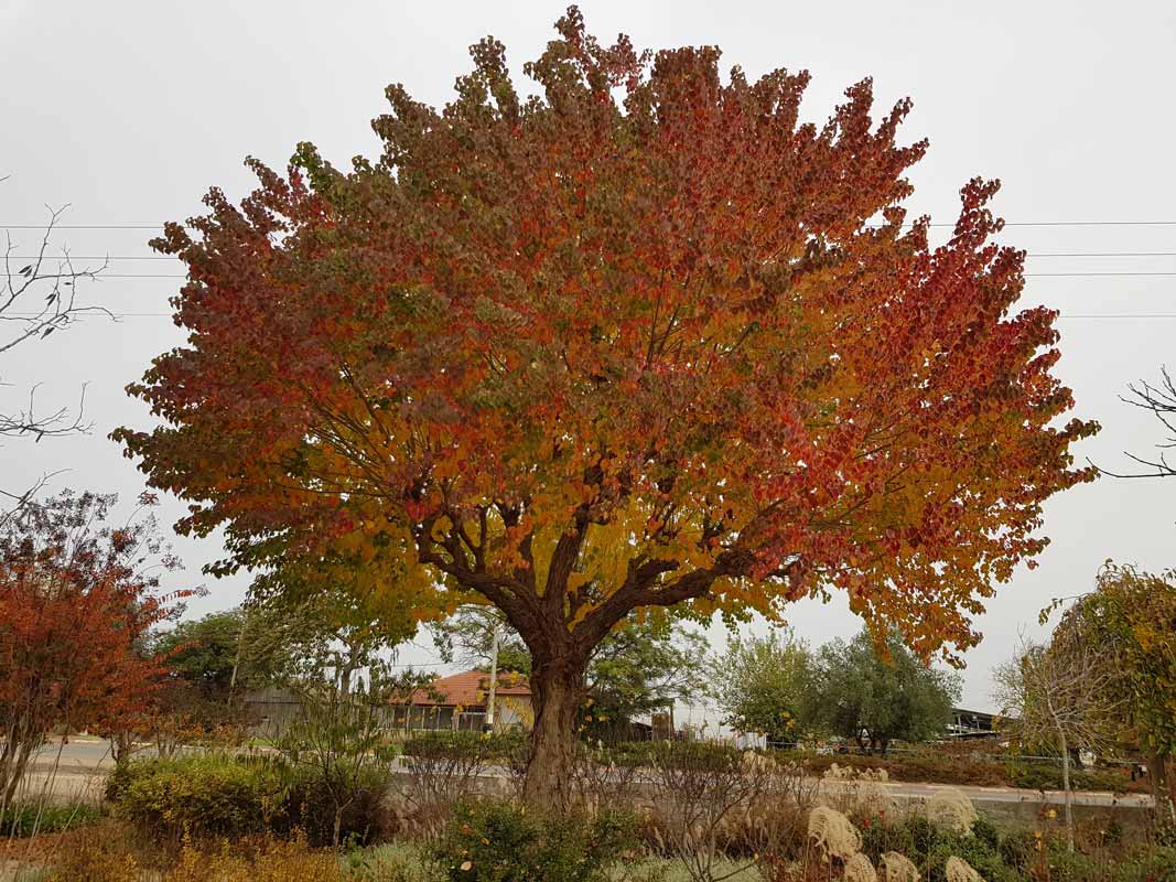 ספיון שעווה 'שלהבת' 2