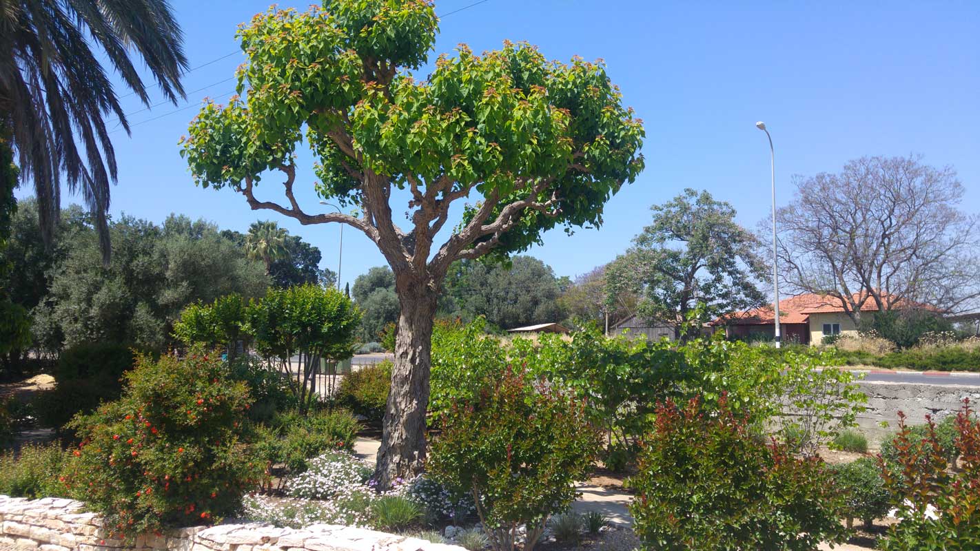 ספיון שעווה 'שלהבת' 3