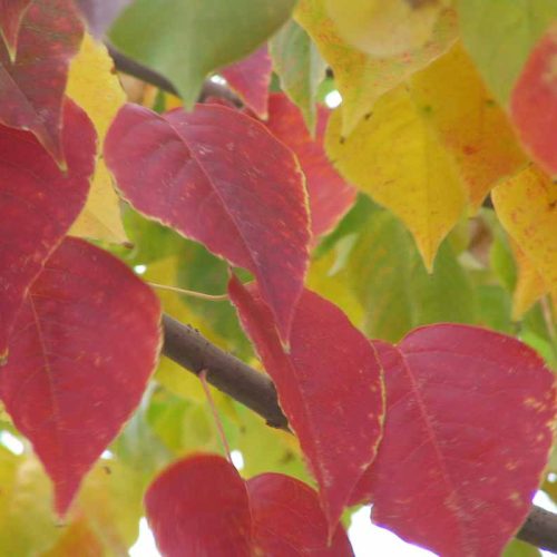 ספיון שעווה 'שלהבת'