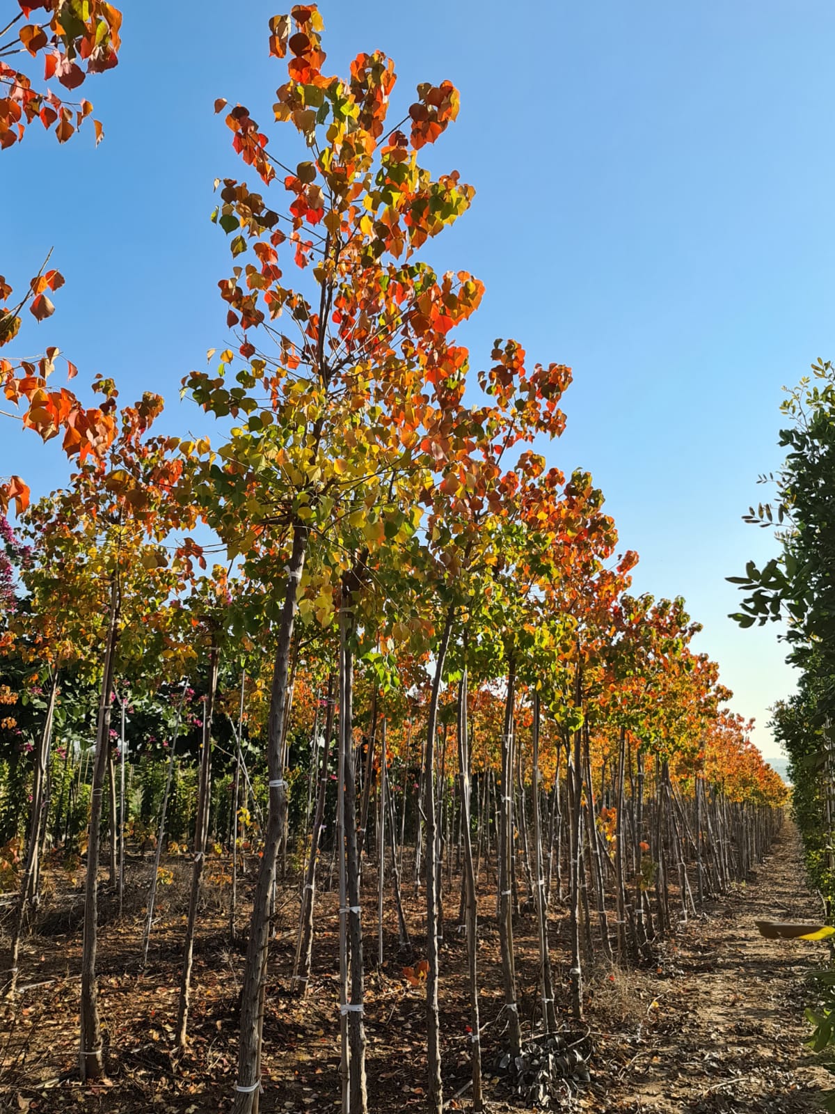 ספיון שעווה 'שלהבת' 6
