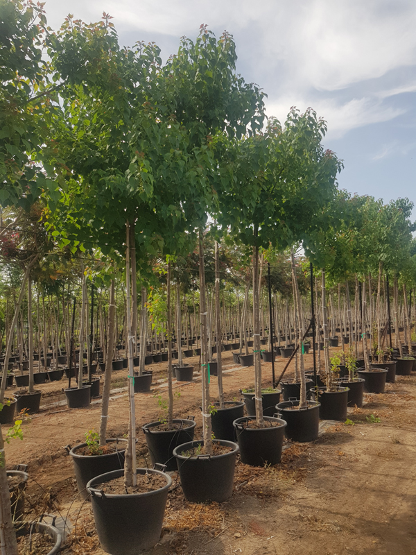 ספיון שעווה 'שלהבת' 7