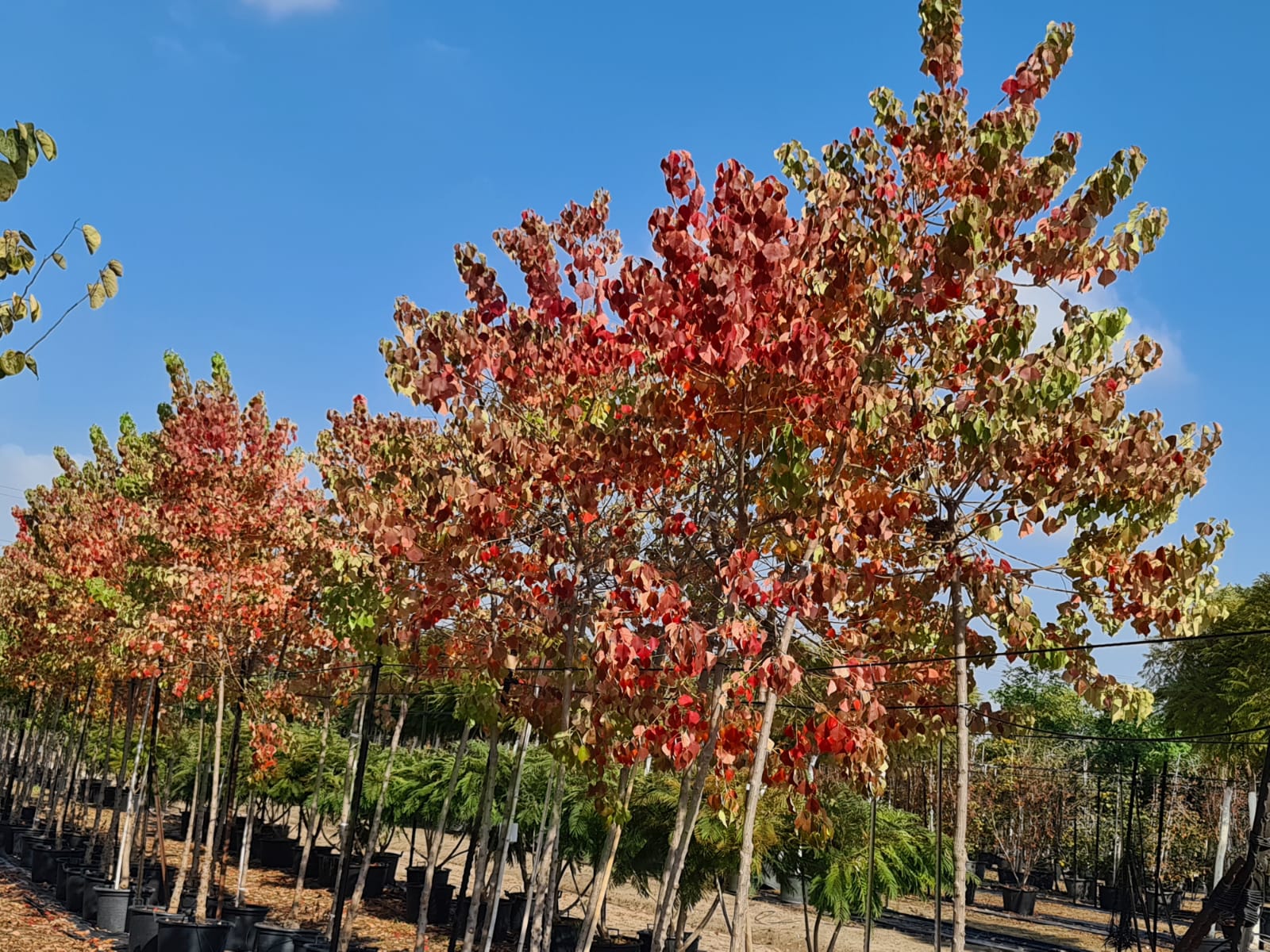 ספיון שעווה 'שלהבת' 8