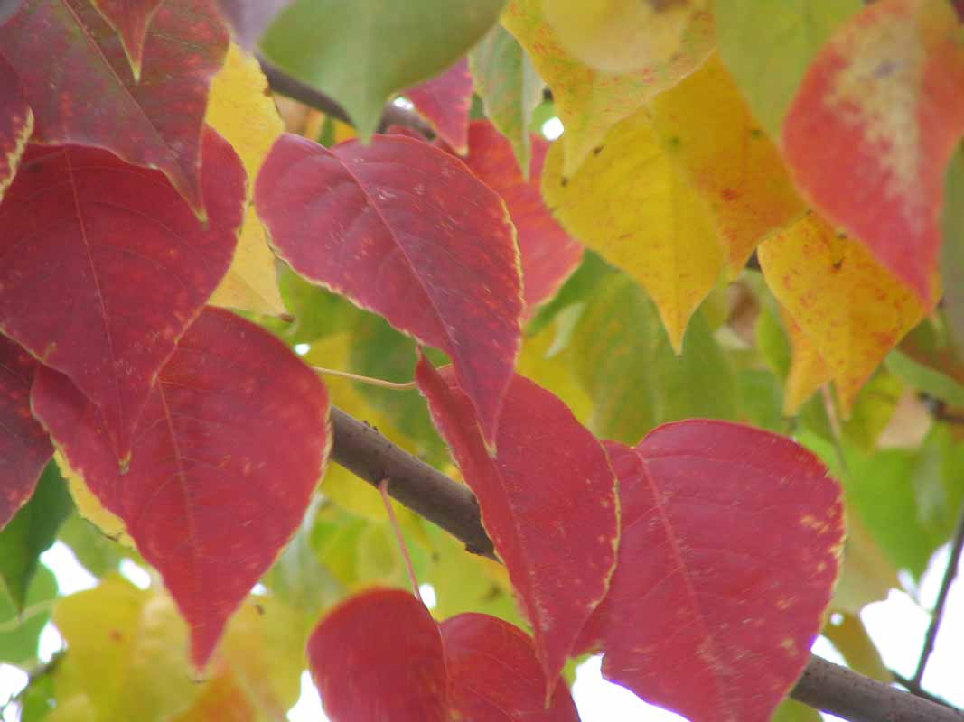 ספיון שעווה 'שלהבת'
