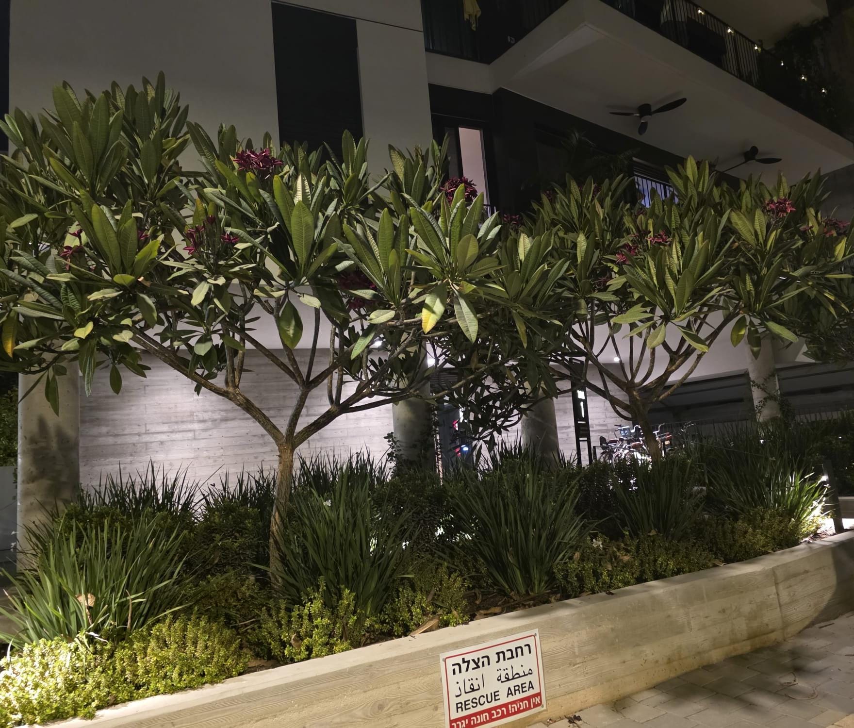 פיטנה בורדו