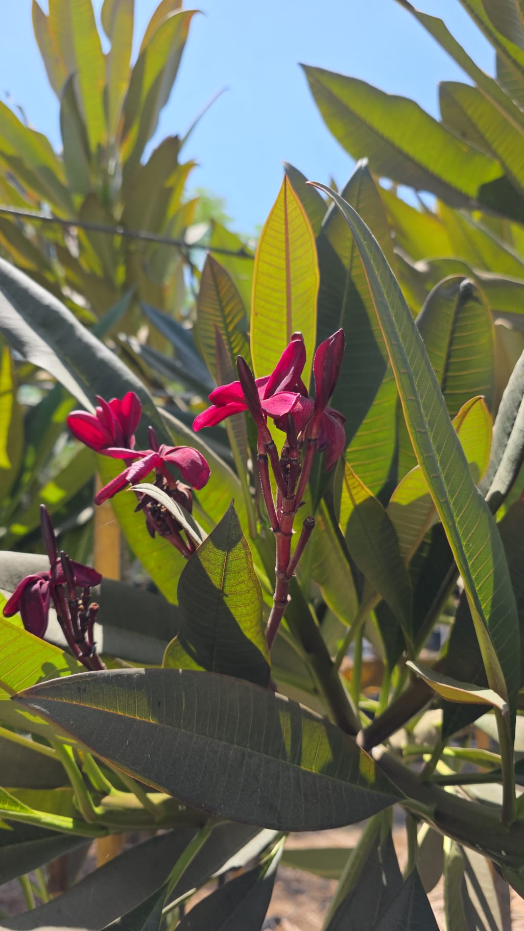 פיטנה בורדו (2)