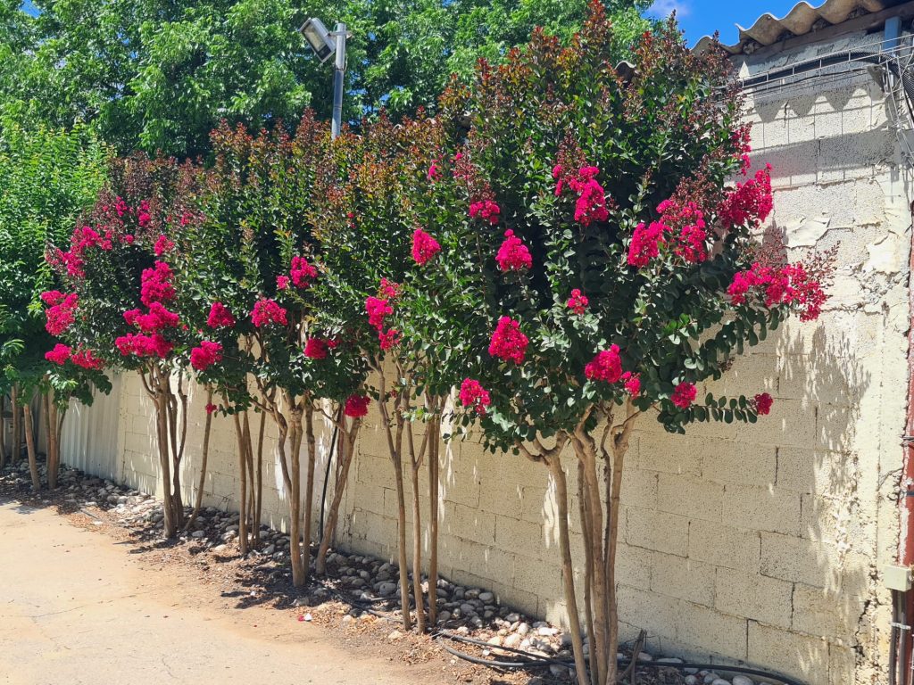 פינק ואלור1