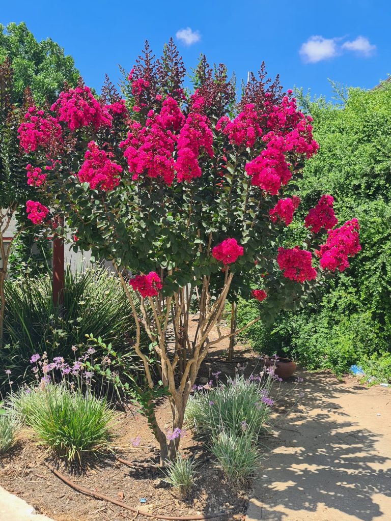 פינק ואלור3