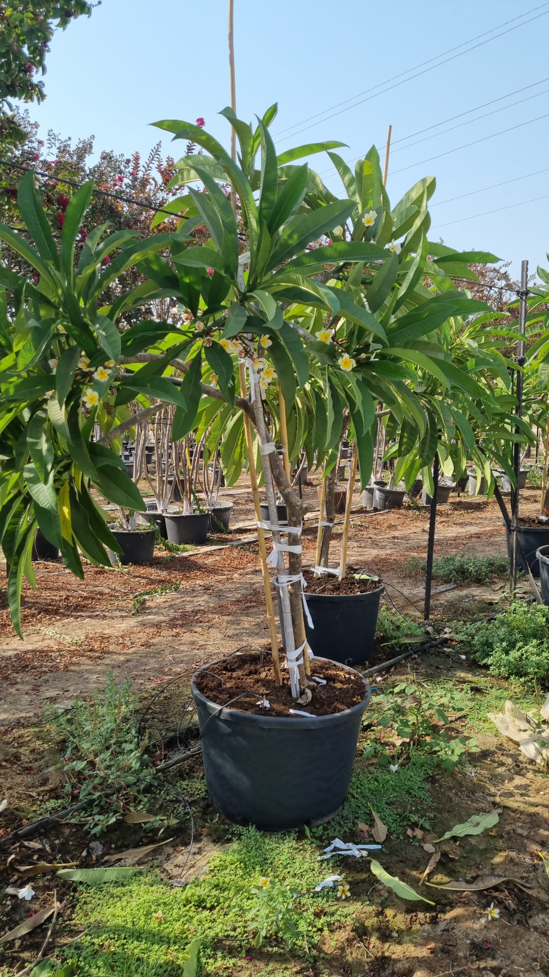 פלורמיה רחנית 1