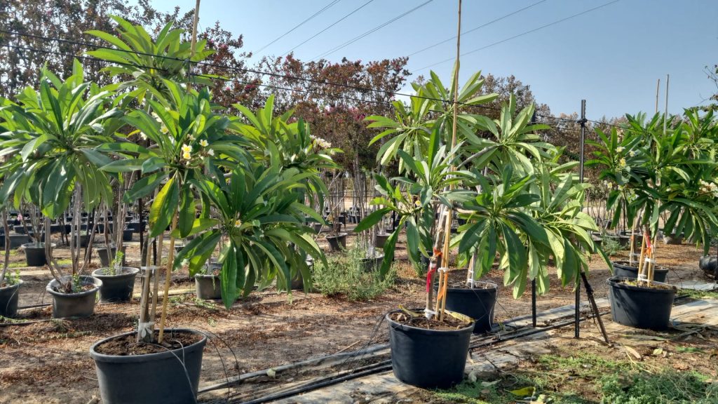 פלורמיה רחנית 2