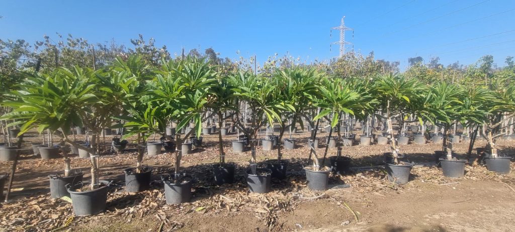 פלורמיה רחנית 3