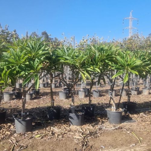 פלומריה ריחנית- פיטנה