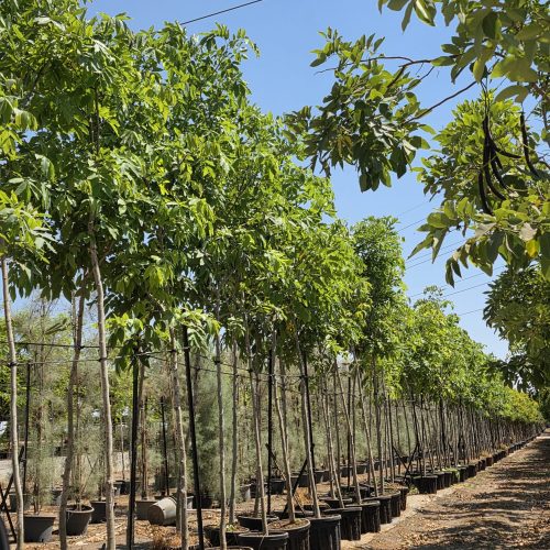 פנוגמיה מנוצה