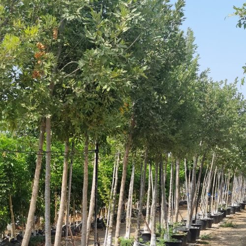 מילה פנסילבנית