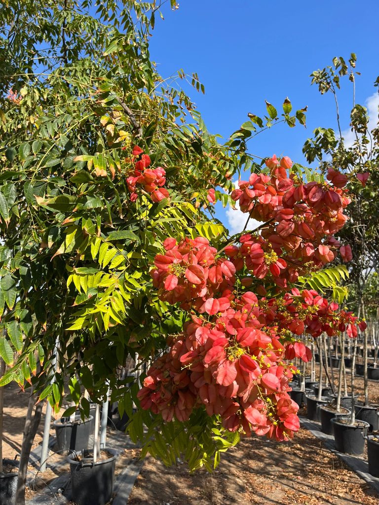 פנסית דו נוצתית 2