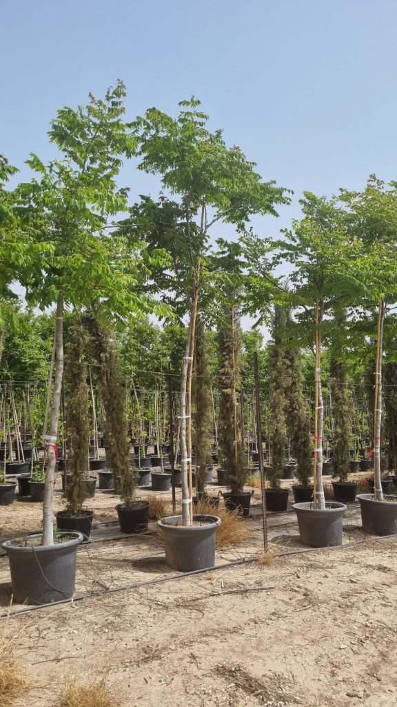 פנסית דו נוצתית 3