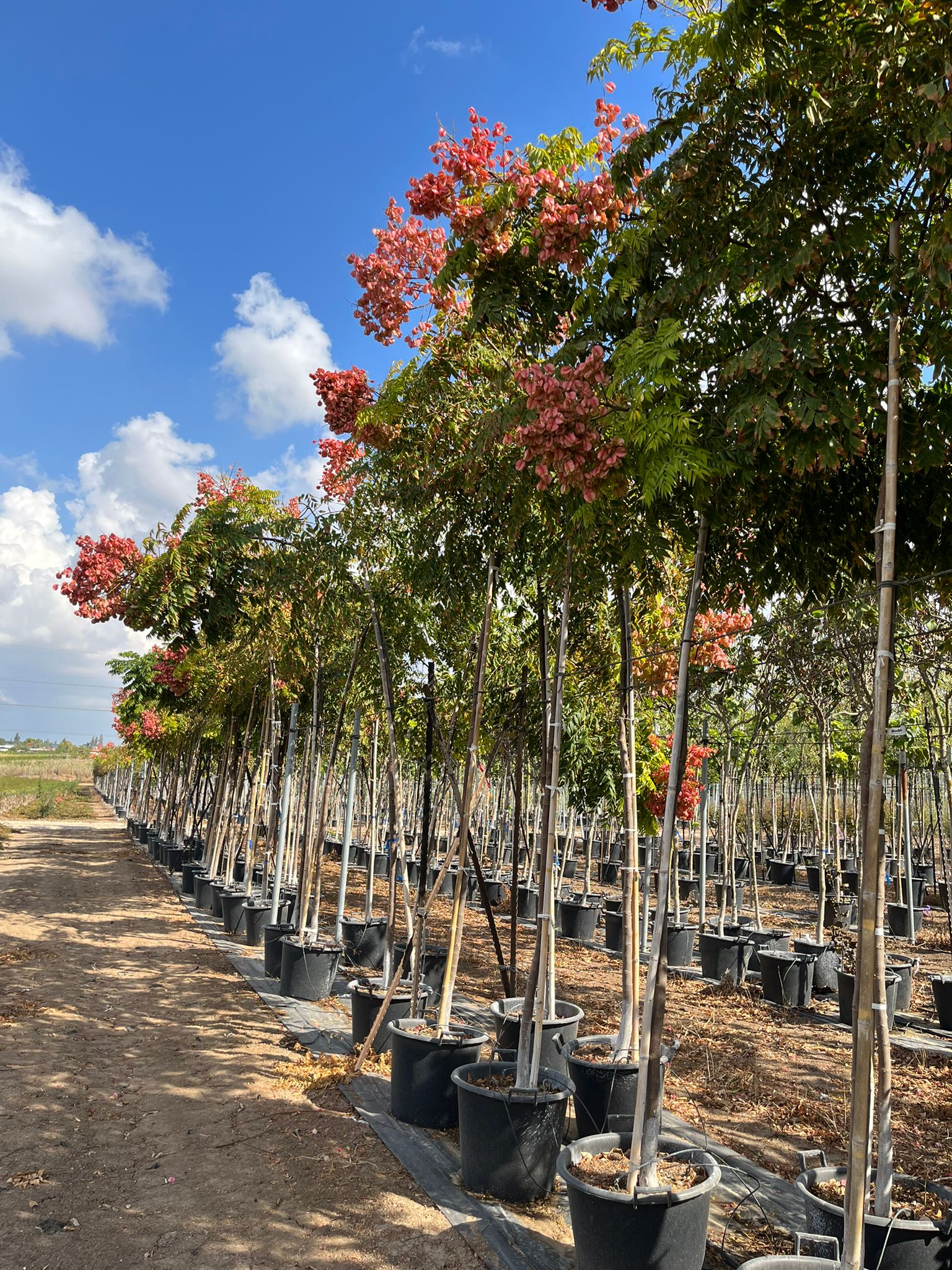 פנסית דו נוצתית 4