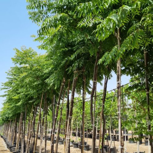 פנסית דו נוצתית (קלורטריה)