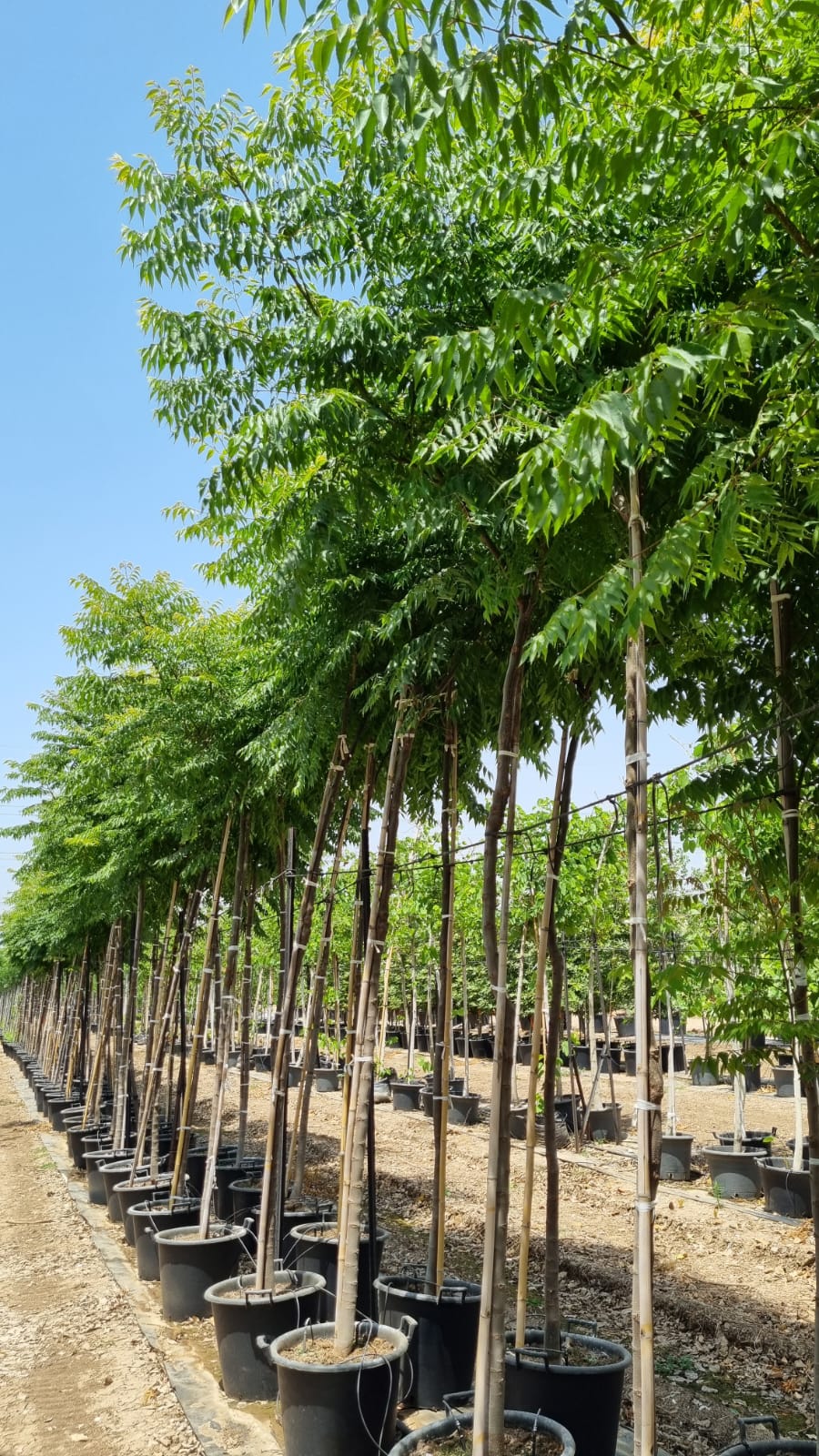 פנסית דו נוצתית (קלורטריה)