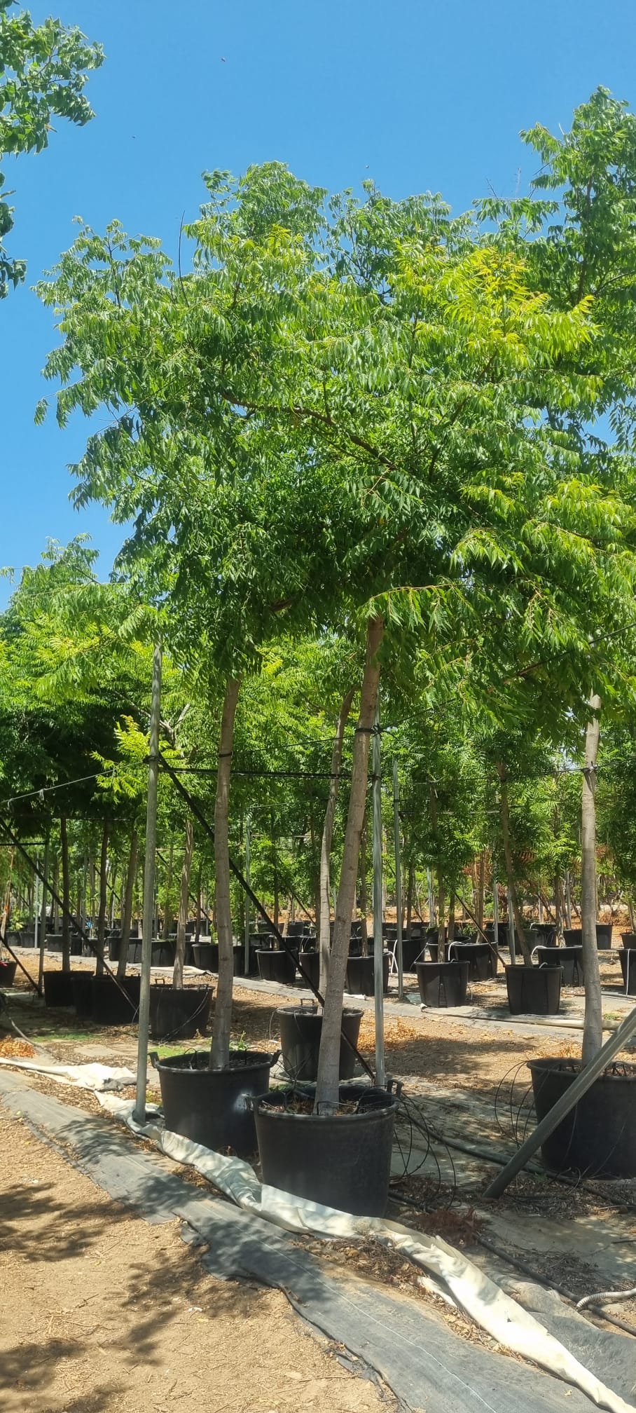 פנסית דו נוצתית