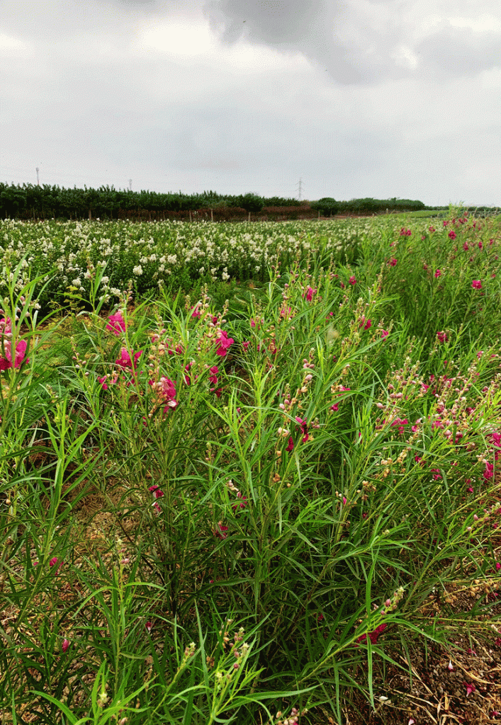 צילופסיס סרגלי (1)