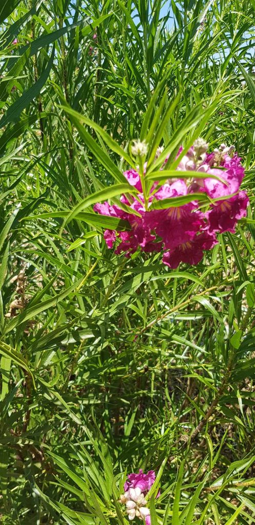 צילופסיס סרגלי (3)