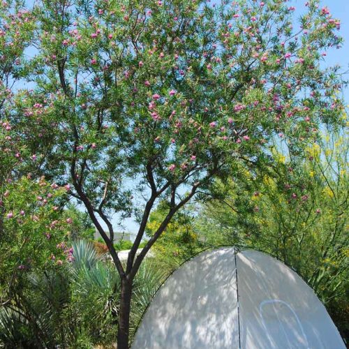 כילופסיס סרגלי