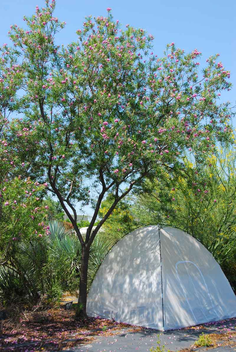 צילופסיס סרגלי (5)