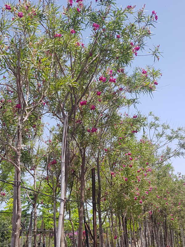 צילופסיס סרגלי (6)