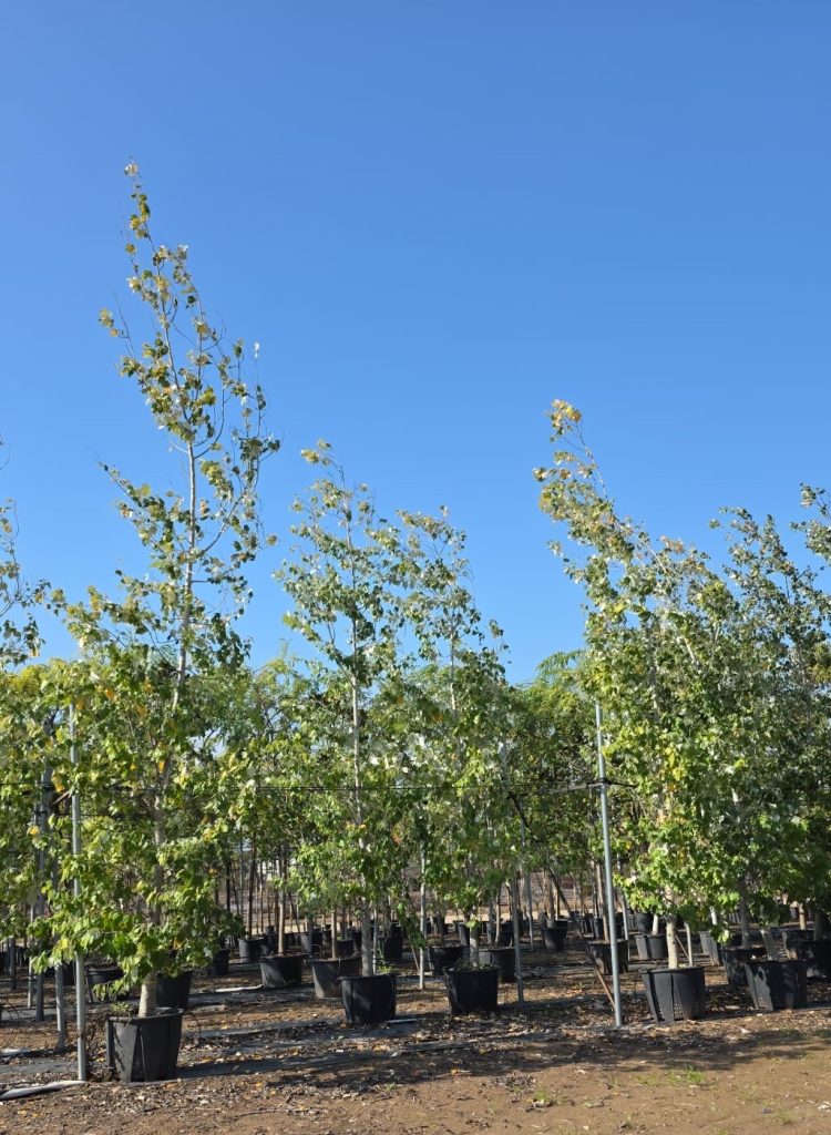 צפצפה מכסיפה