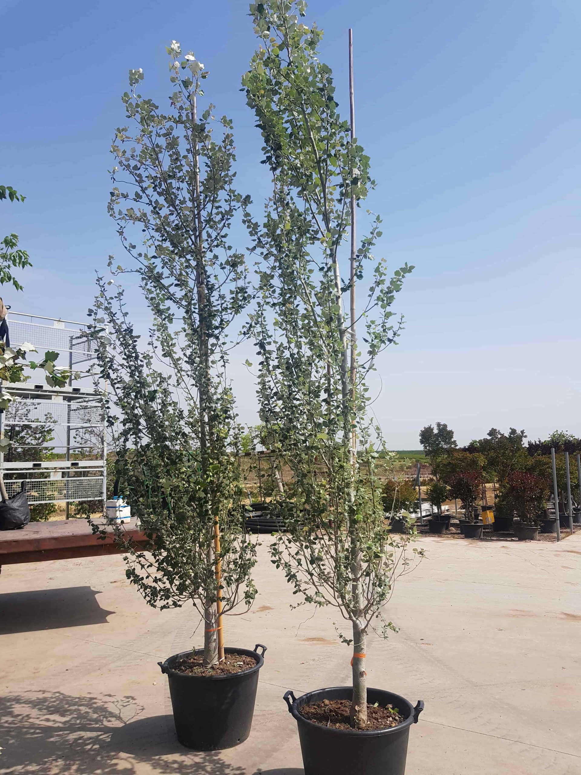 צפצפה מכסיפה 2