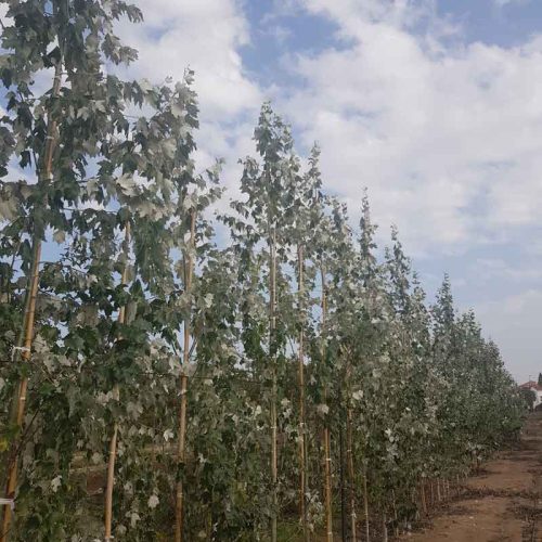 צפצפה מכסיפה