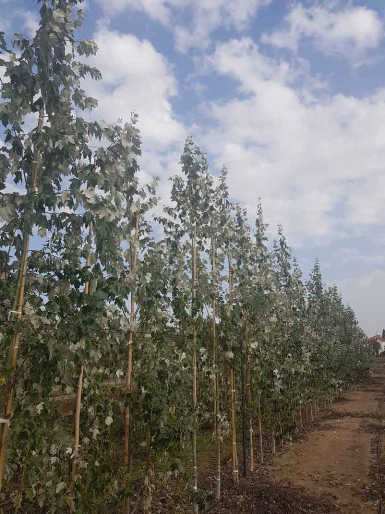 צפצפה מכסיפה