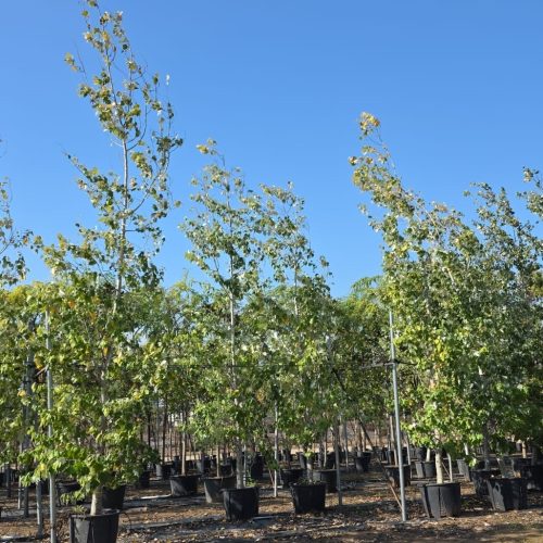 צפצפה מכסיפה