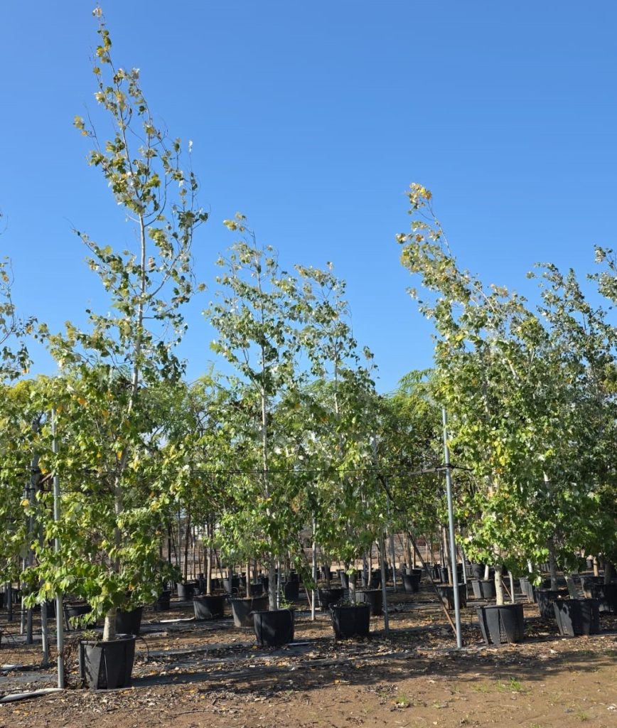 צפצפה מכסיפה