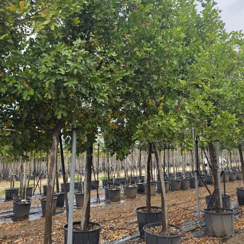 קופניון אנקרדי