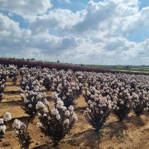 סדרת לגרסטרמיה עם עלים שחורים – זנים עם פריחה ממושכת