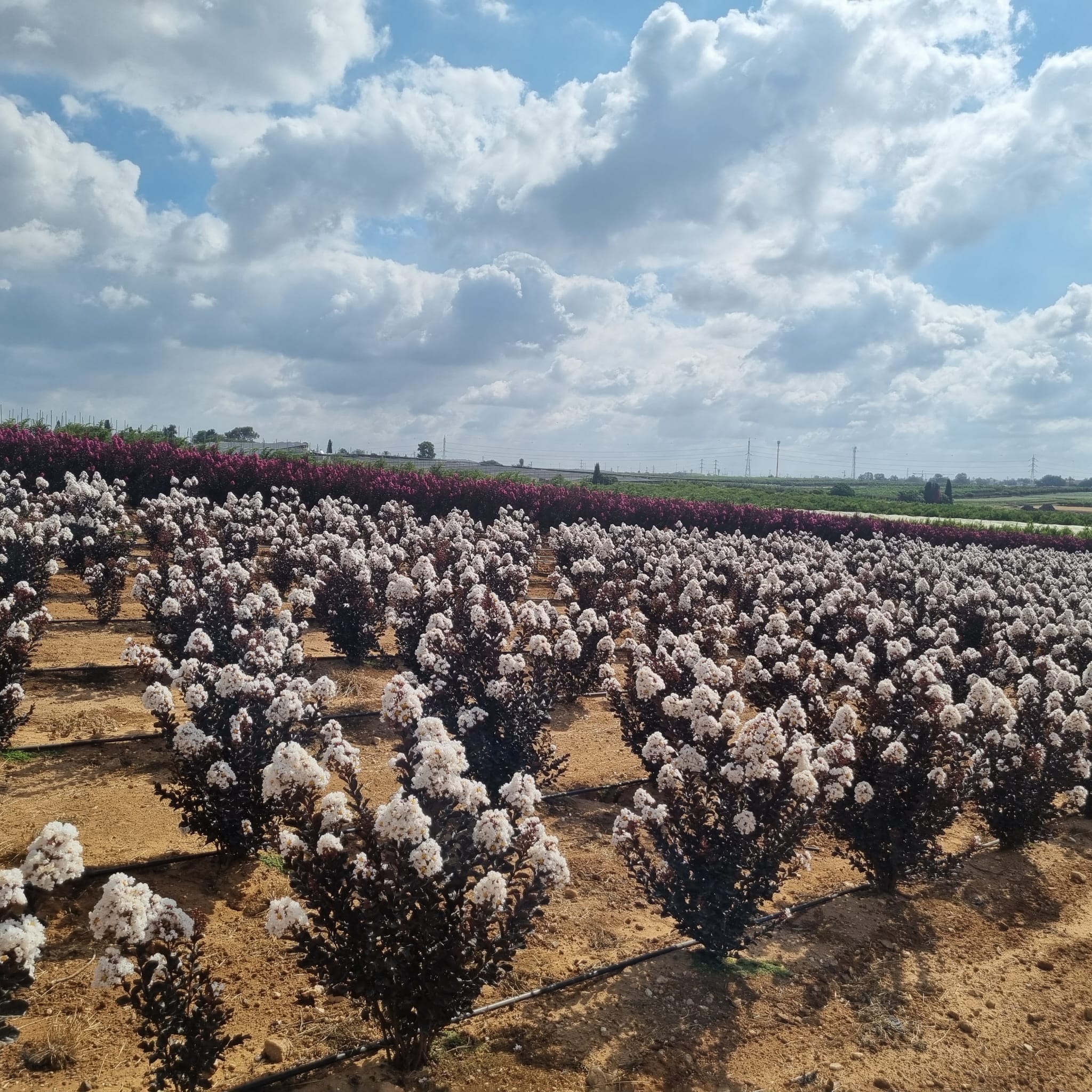 קוקונט סורבה