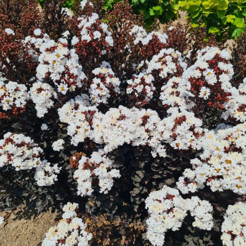 לגרסטרמיה זן 'קוקונט סורבט' זן פטנט