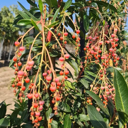 קופניון אנקרדי