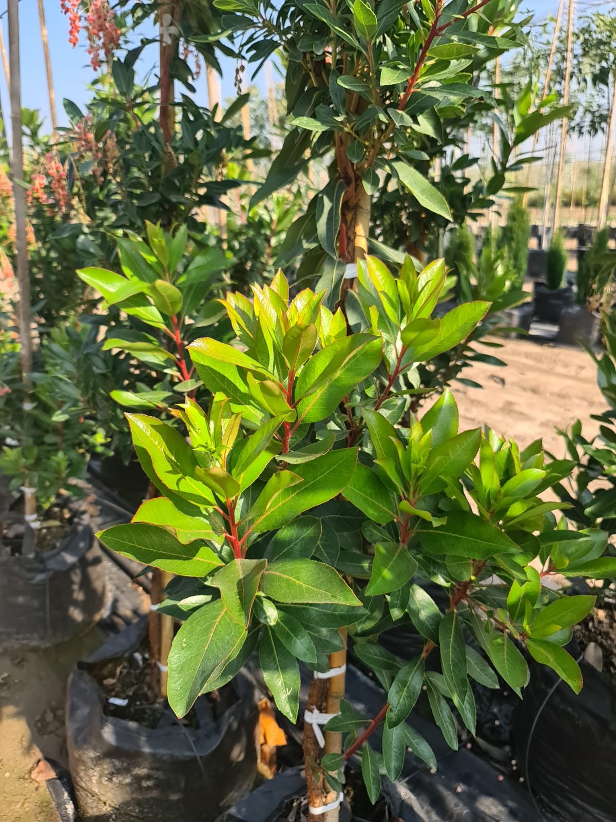 קטלב קטלבי- מרינה (2)