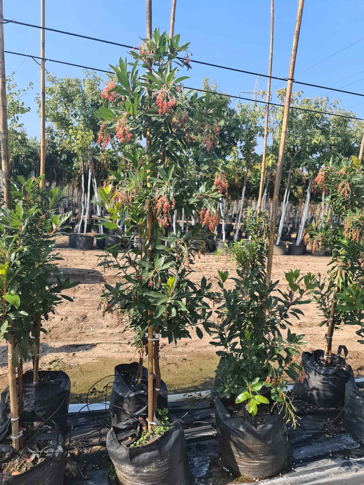 קטלב קטלבי- מרינה (3)