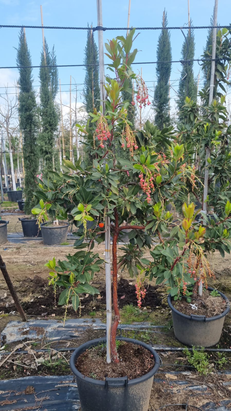 קטלב קטלבי- מרינה (4)