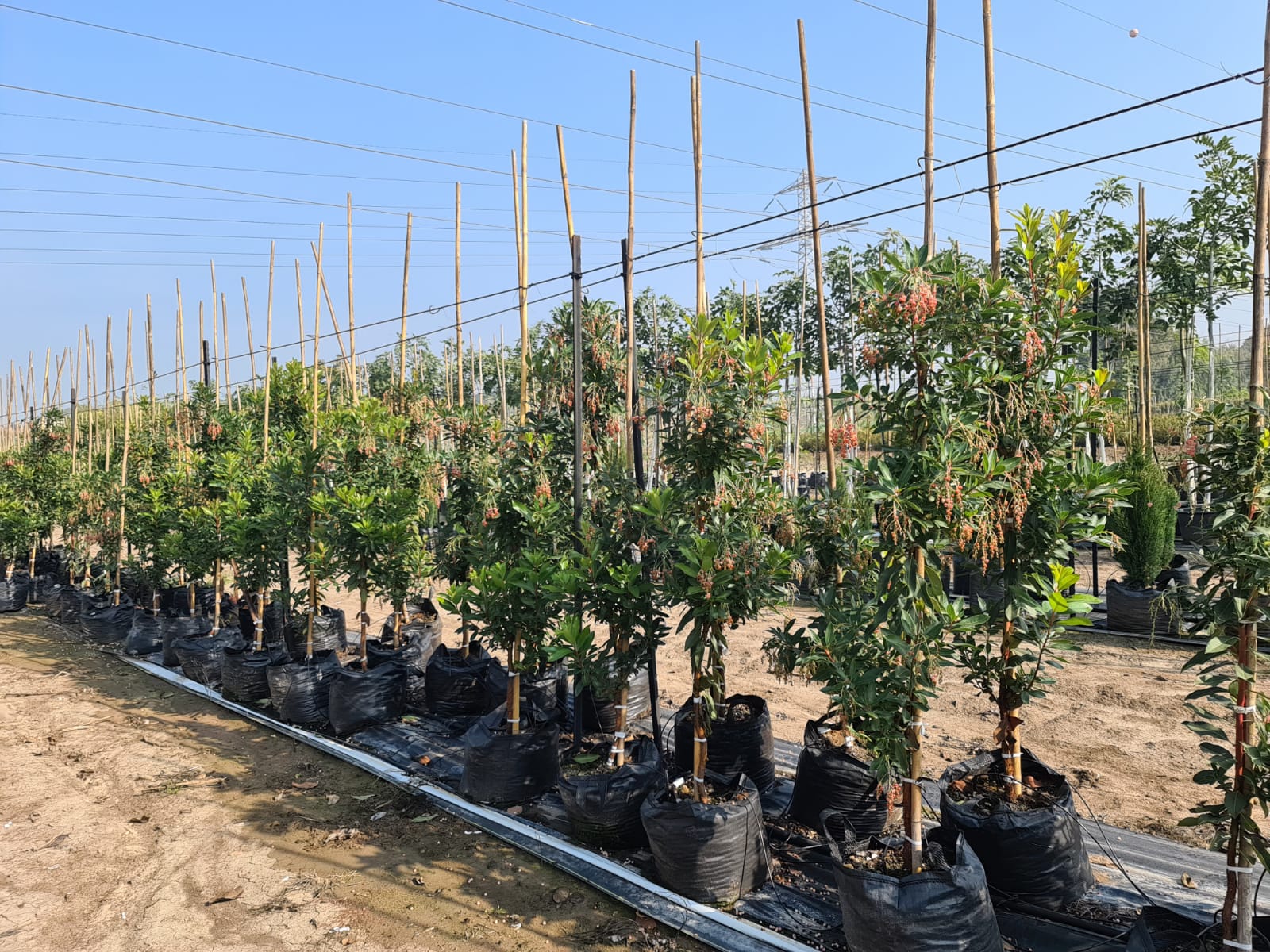 קטלב קטלבי- מרינה (5)