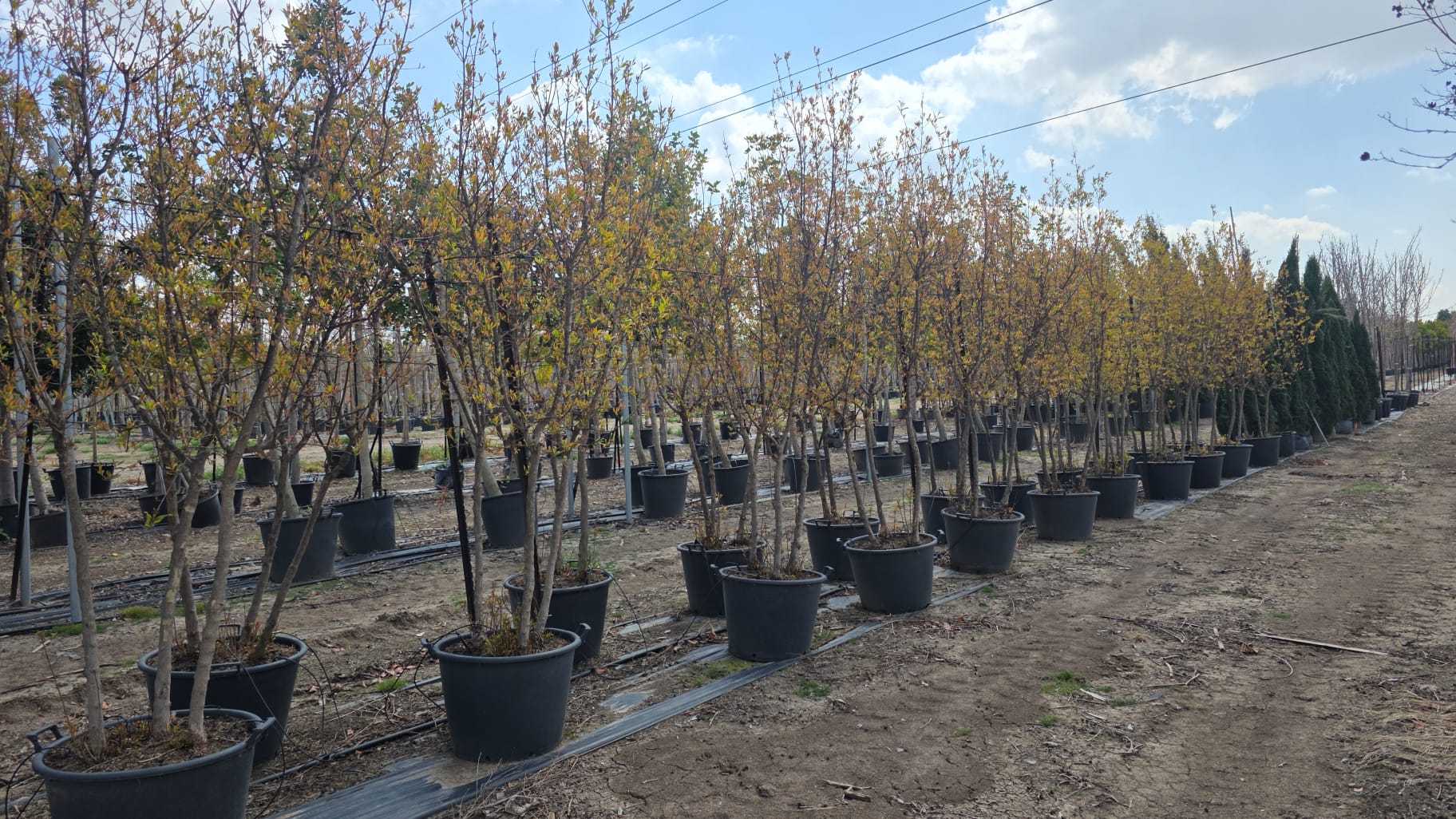 רימון וונדרלפול 2