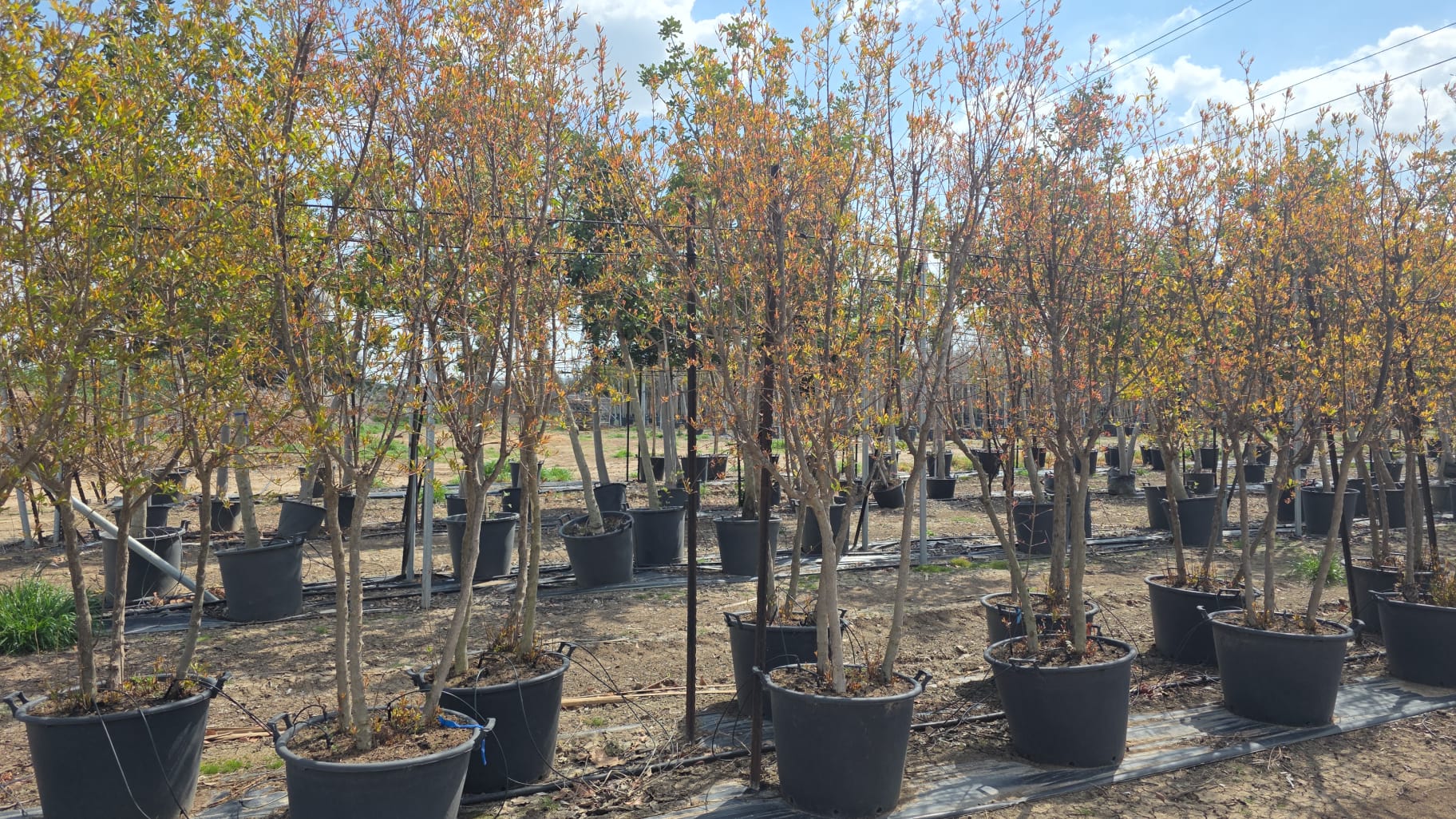 רימון וונדרפול